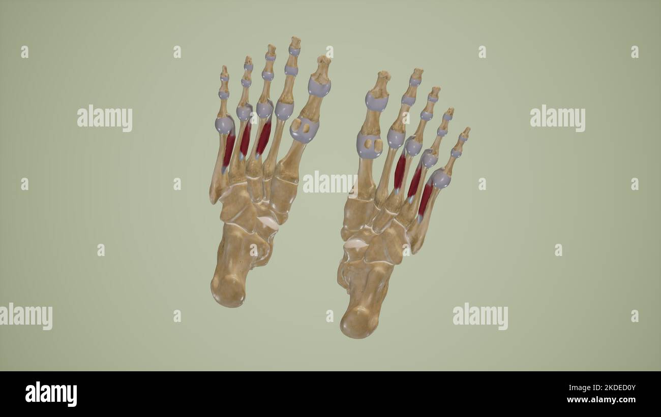Medizinisch Illustration der dorsalen interossären Muskeln Stockfoto