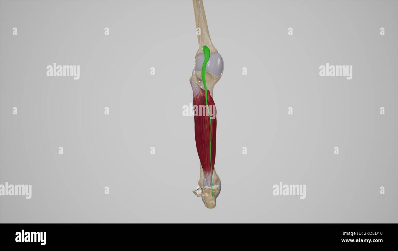 Medizinische Illustration des Muskels Plantaris Stockfoto
