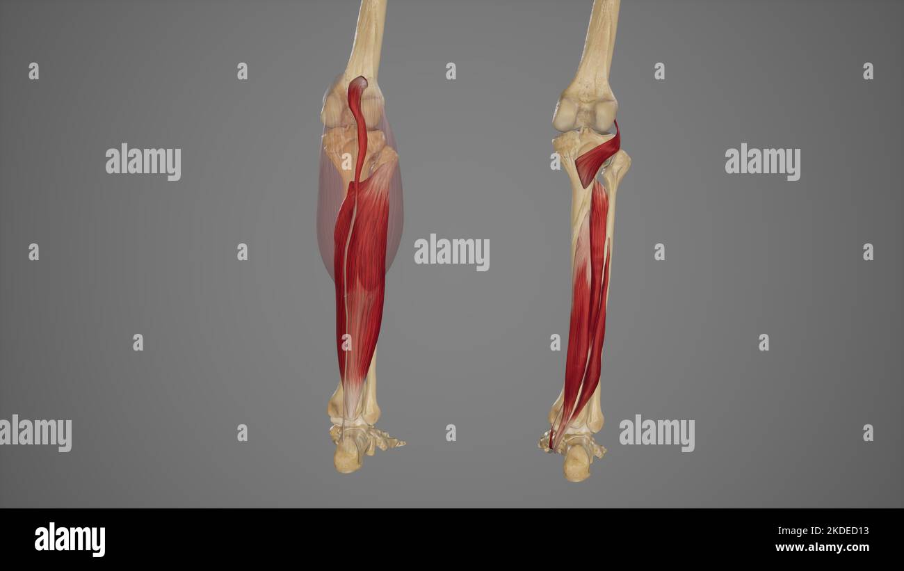 Oberflächliche und tiefe Muskeln des hinteren Beins Stockfoto
