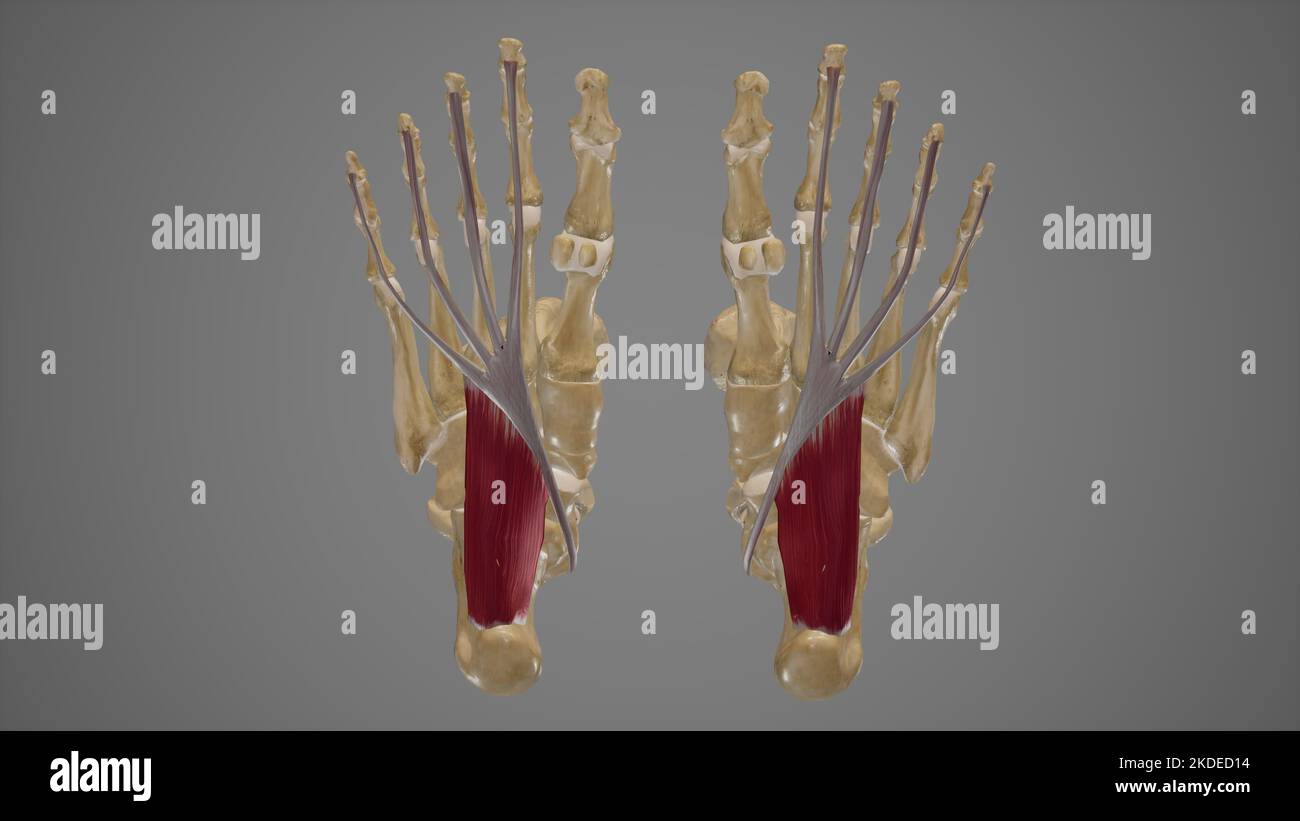 Medizinische Illustration von Quadratus Plantae Stockfoto