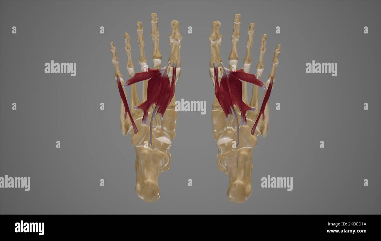 Muskeln der Fußsohle der dritten Schicht Stockfoto