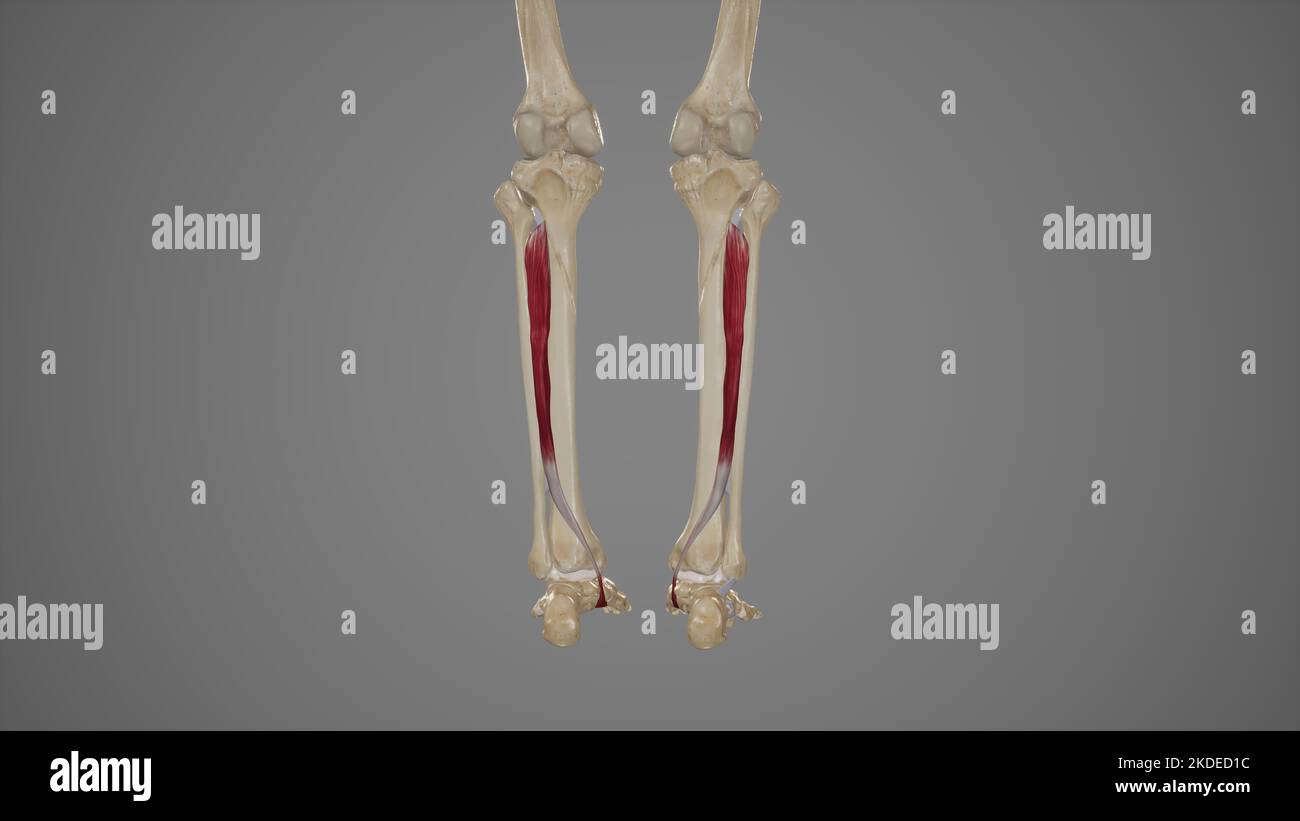 Medizinische Illustration von Tibialis Posterior Stockfoto