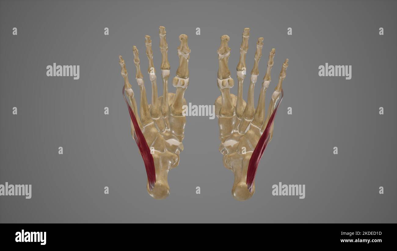 Medizinische Illustration von Abductor digiti Minimi Stockfoto