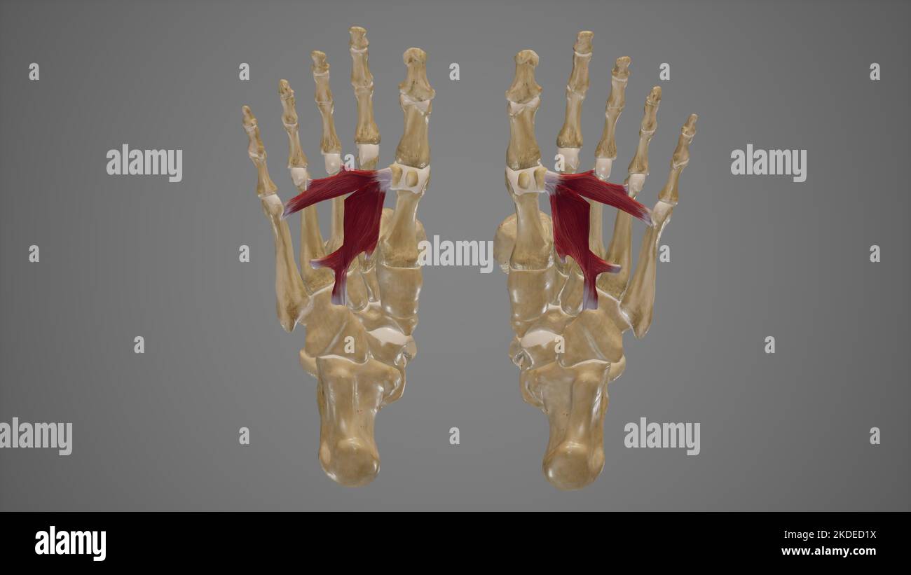 Medizinische Illustration von Adductor hallucis Stockfoto