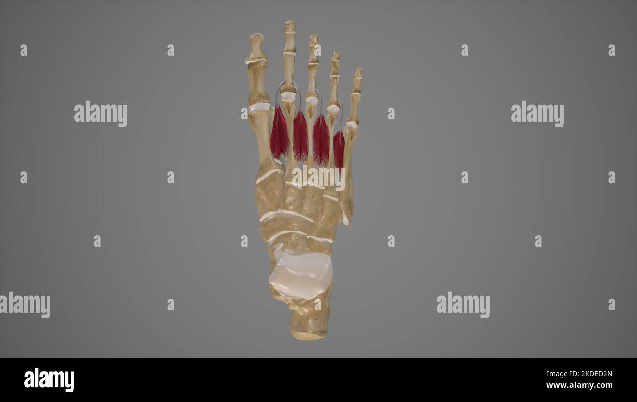 Medizinisch Illustration der dorsalen interossären Muskeln Stockfoto