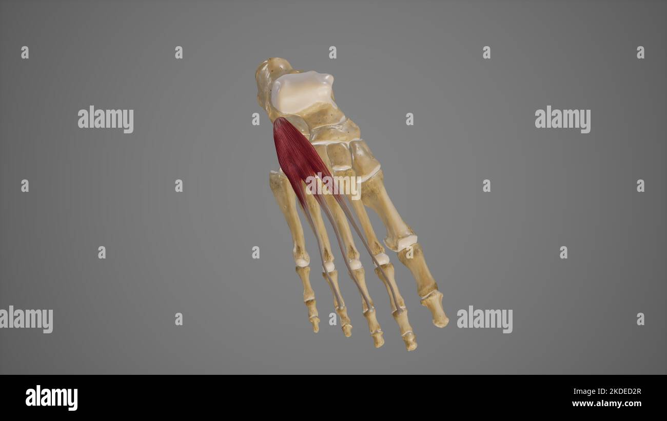 Medizinische Illustration von extensor digitorum Brevis Stockfoto