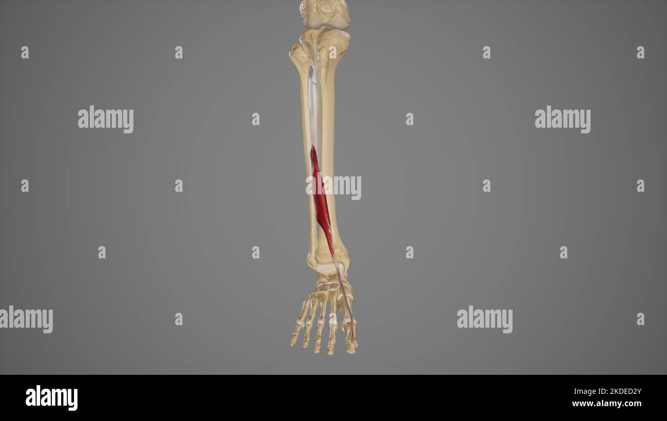 Medizinische Illustration von extensor hallucis Longus Stockfoto