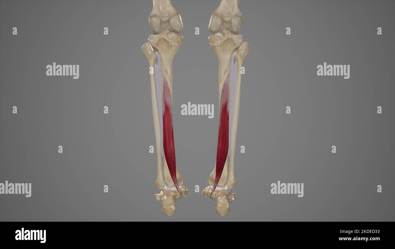 Medizinische Illustration von Flexor digitorum Longus Stockfoto