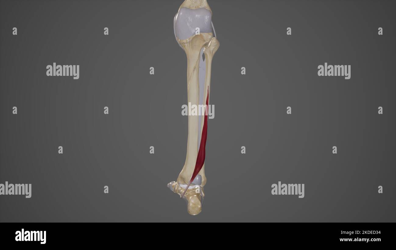 Medizinische Illustration von Flexor hallucis Longus Stockfoto