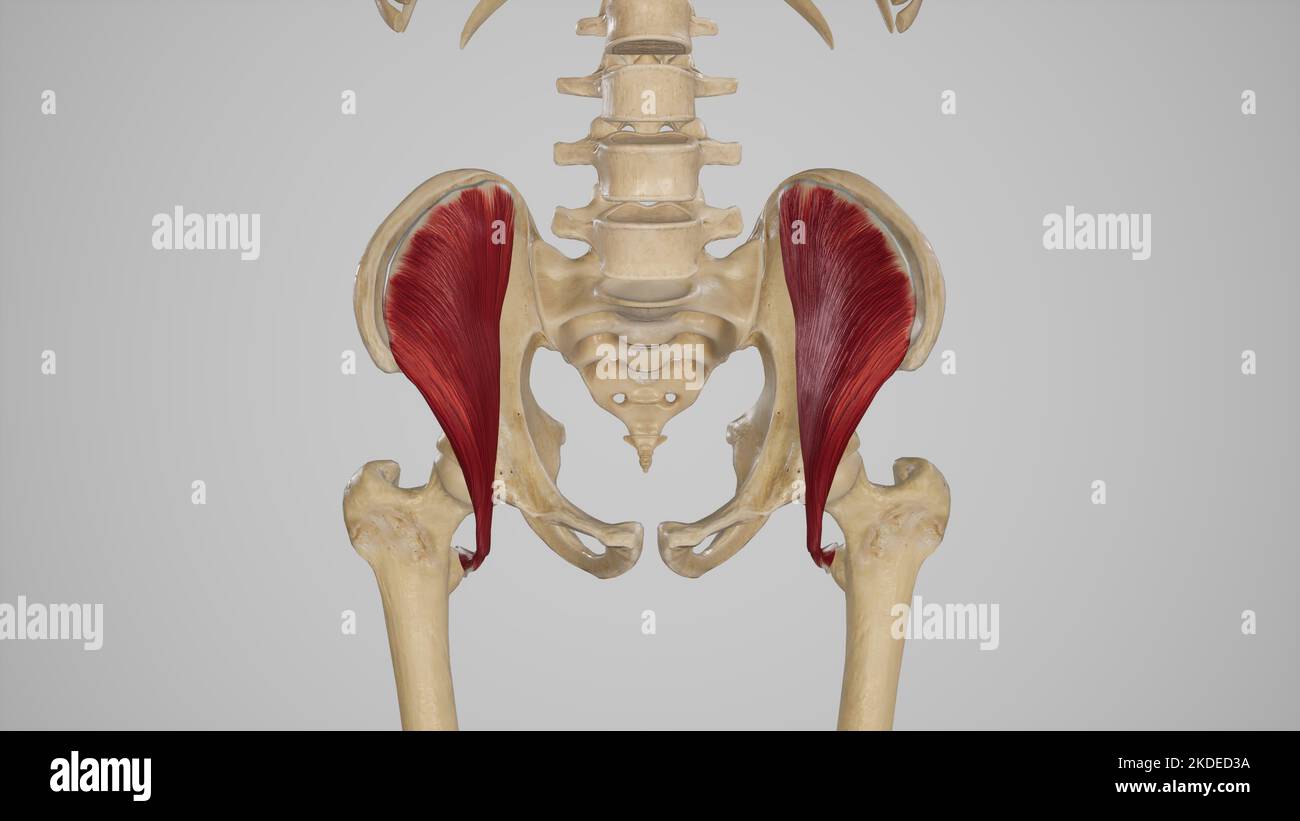 Medizinische Illustration des Muskels des Iliacus Stockfoto