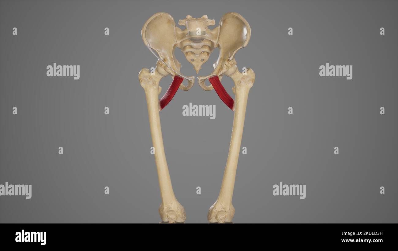 Medizinische akkurate Illustration von Pektineus Stockfoto