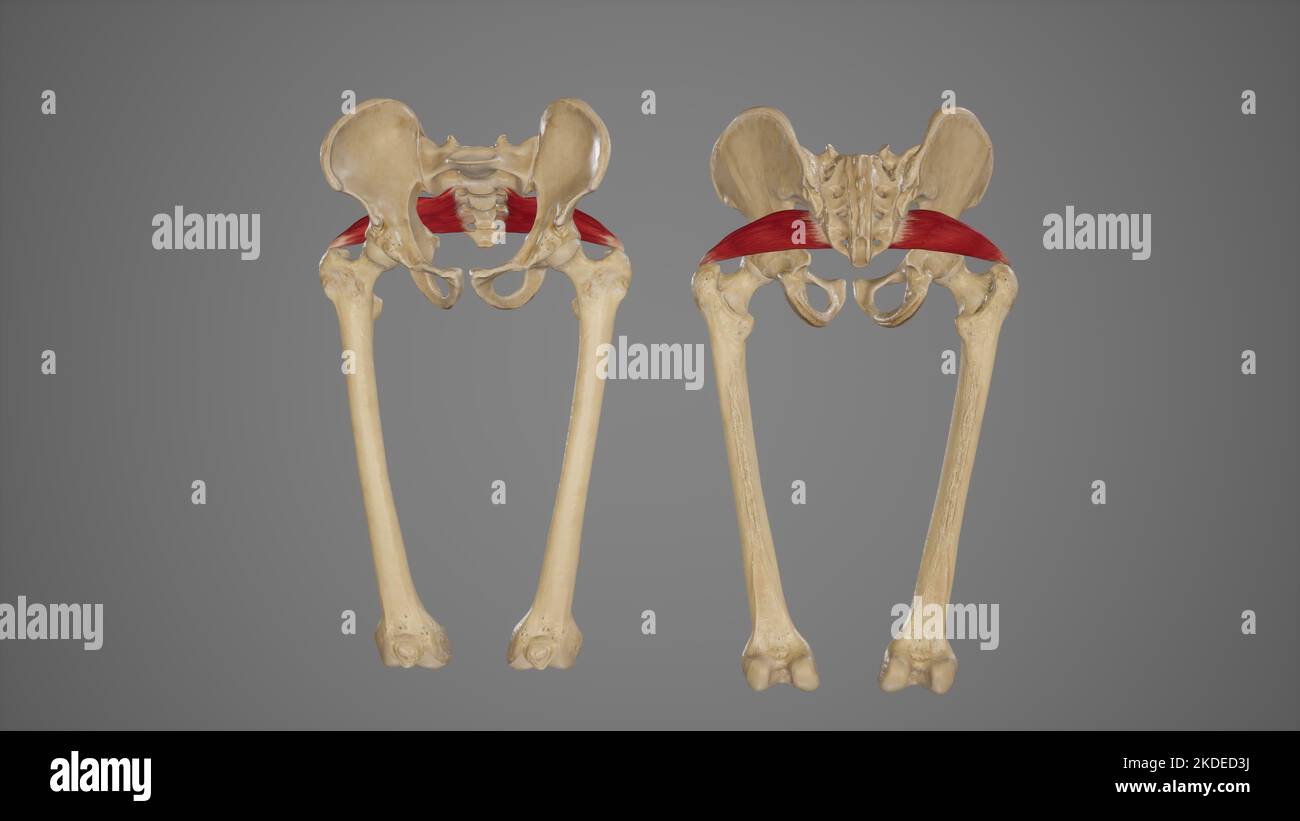 Anteriore und posteriore Ansicht des Piriformis-Muskels Stockfoto