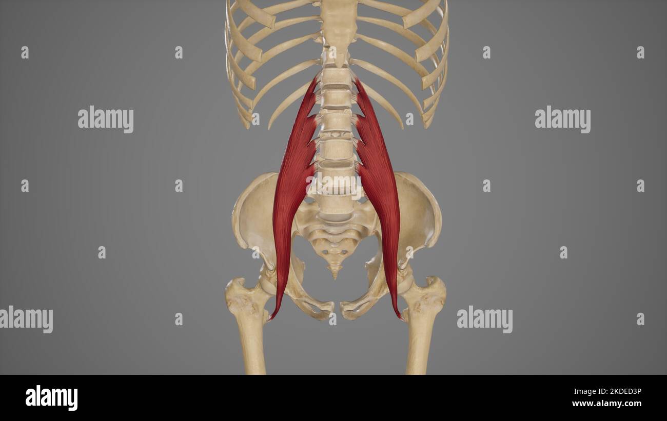 Medizinische Illustration des Hauptmuskels von Psoas Stockfoto