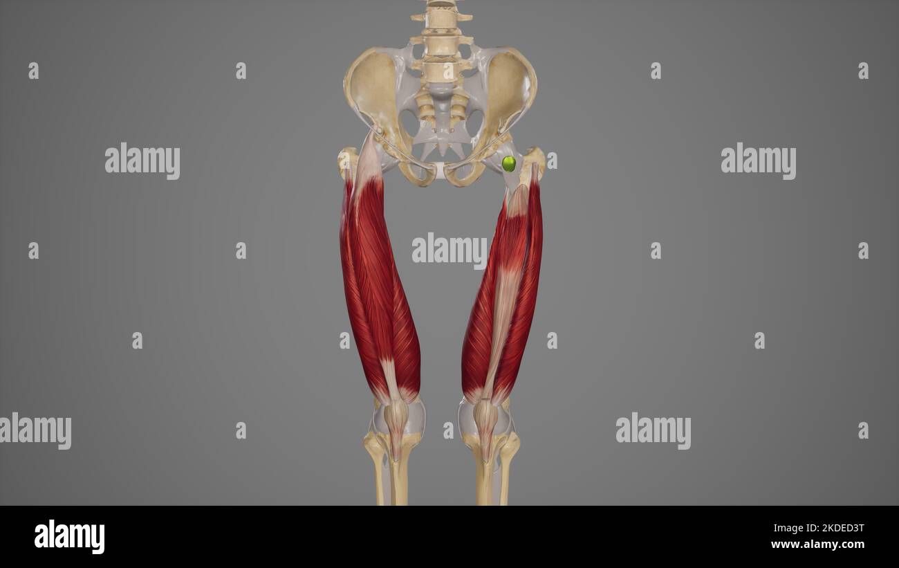 Vordere Oberschenkelmuskulatur Des Quadriceps Stockfoto