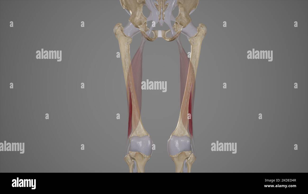 Medizinische genaue Darstellung des kurzen Kopfes der Bizeps femoris Stockfoto