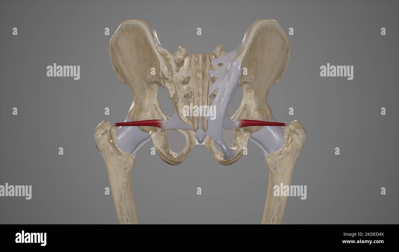 Medizinische Illustration des Muskels Superior Gemellus Stockfoto Medizinische Illustration des Muskels Superior Gemellus Stockfoto