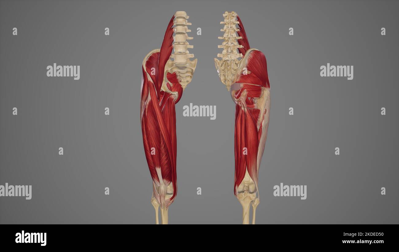 Anteriore und posteriore Ansicht der Oberschenkelmuskulatur Stockfoto