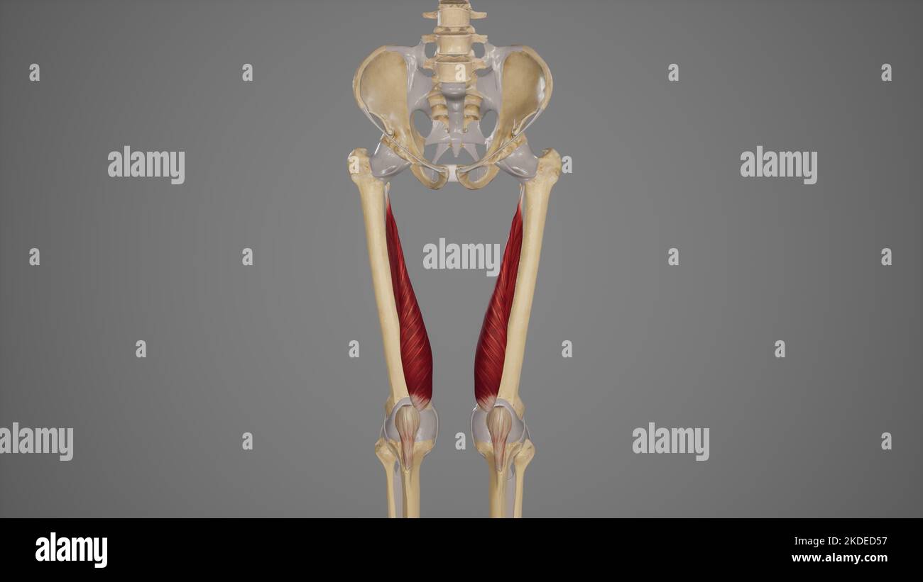 Medizinische Illustration des Muskels Vastus medialis Stockfoto