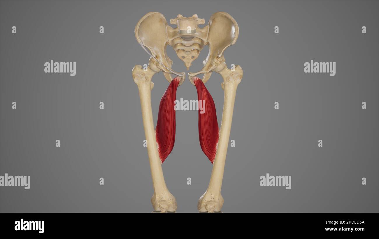 Medizinische genaue Illustration von Adductor Longus Stockfoto