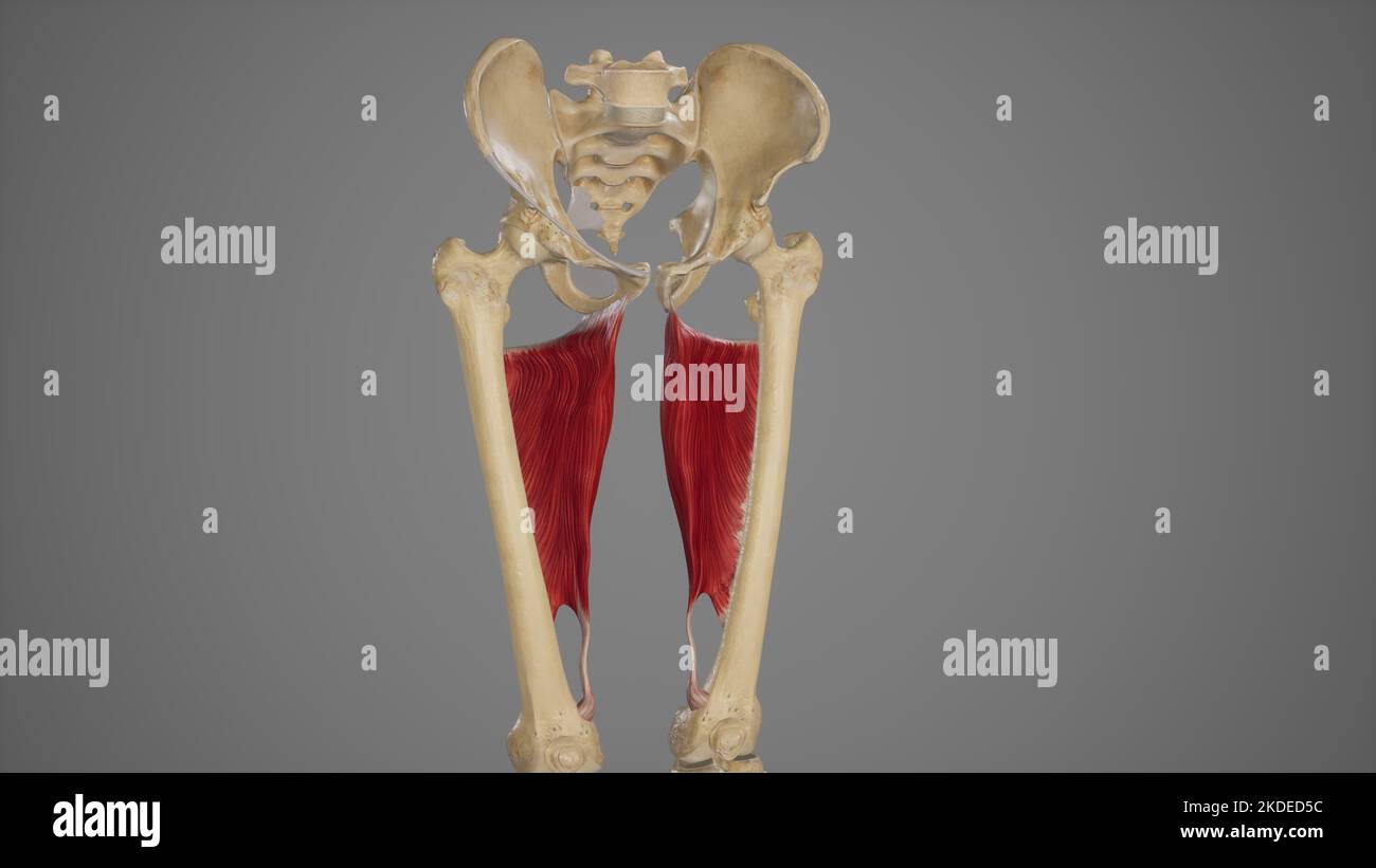 Medizinische Akurate Illustration von Adductor Magnus Stockfoto