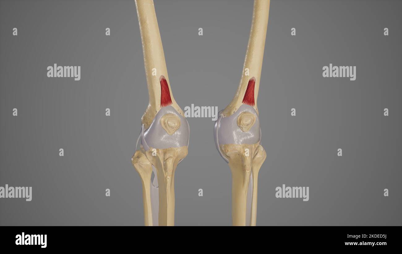 Medizinische Illustration des Muskels der Gattung Articularis Stockfoto