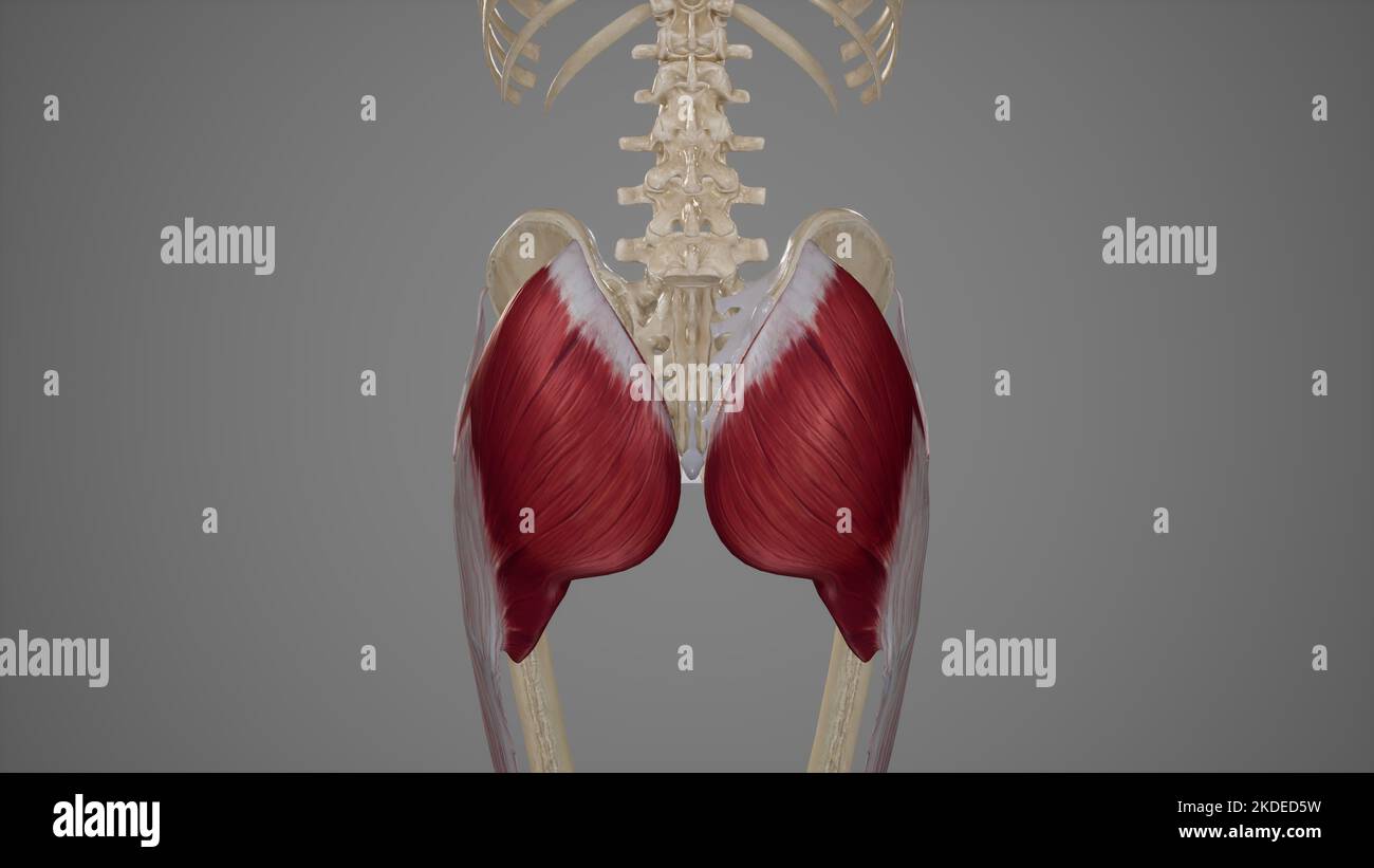 Medizinische Illustration des Muskels Gluteus Maximus Stockfoto