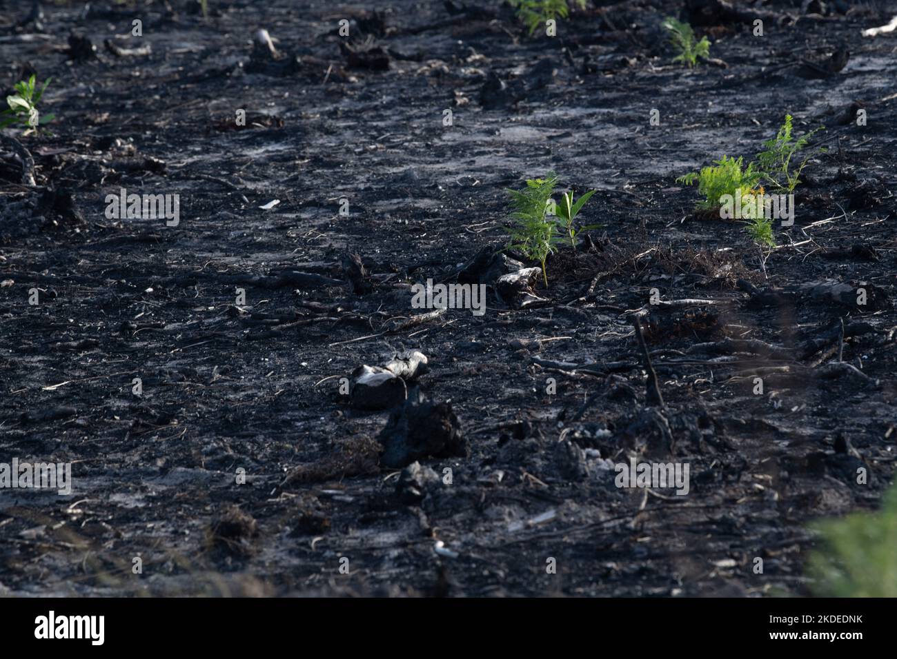 Kiefernwald nach einem Großbrand in Frankreich, Landschaft eines verbrannten Waldes, Neue grüne Vegetation nach einem Waldbrand Stockfoto