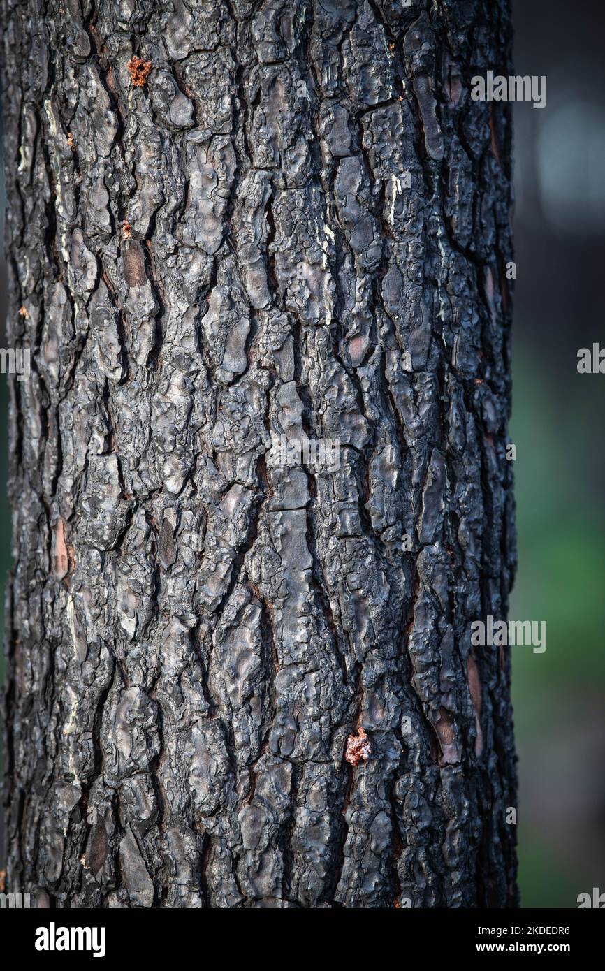 Kiefernwald nach einem Großbrand in Frankreich, Landschaft eines verbrannten Waldes, Neue grüne Vegetation nach einem Waldbrand Stockfoto