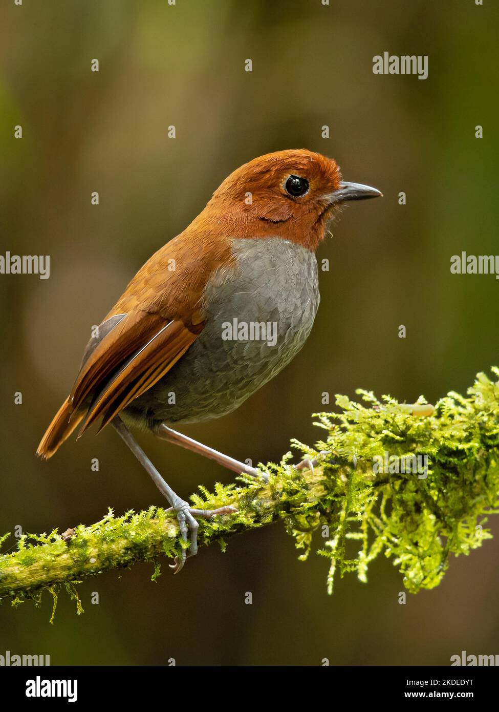 Zweifarbige Anpitta Stockfoto