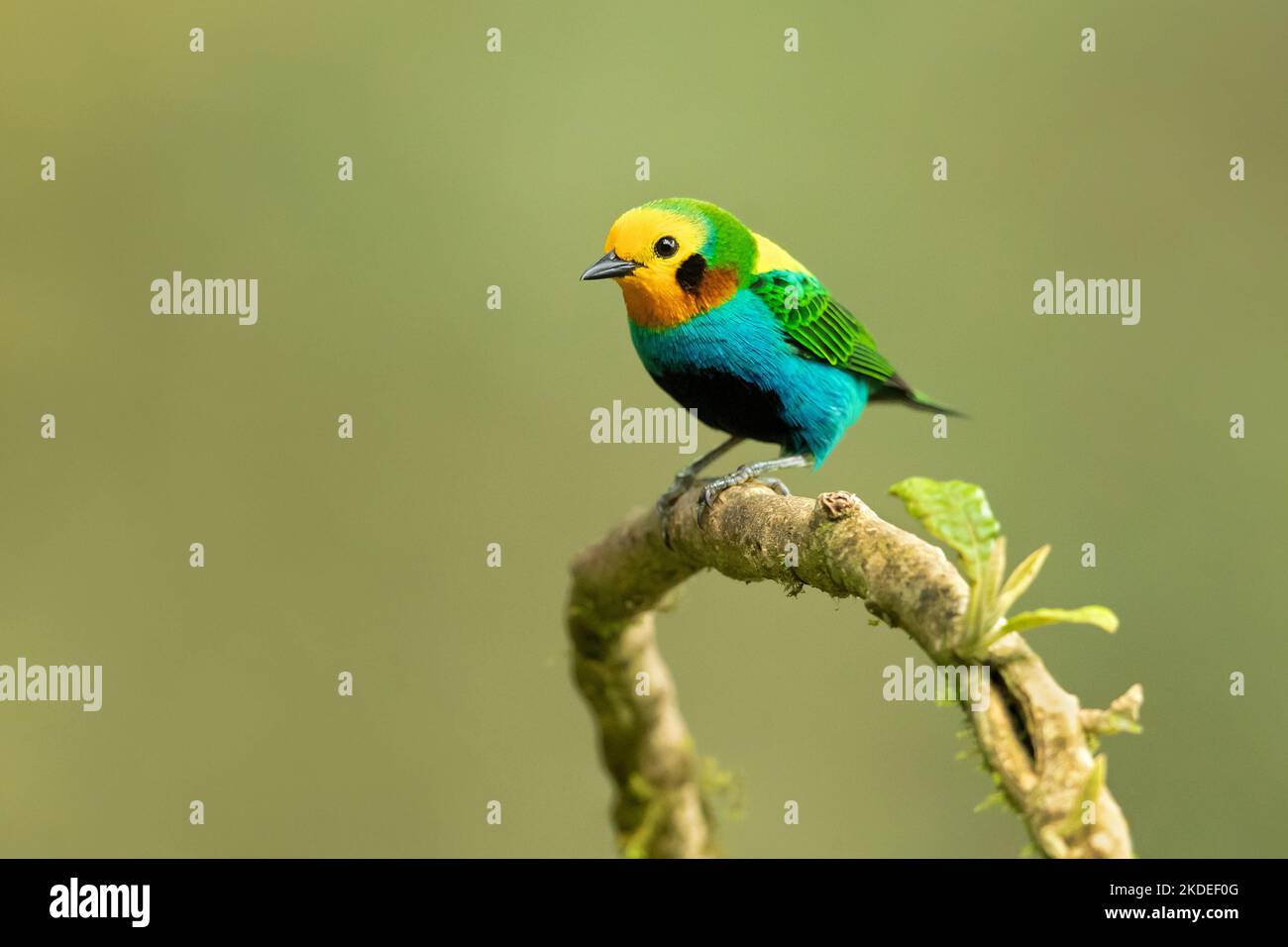 Mehrfarbiger Tanager Stockfoto