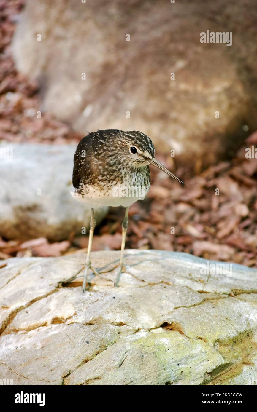 Kleiner Sandpiper-Vogel auf dem Stein. Tierhintergründe Stockfoto