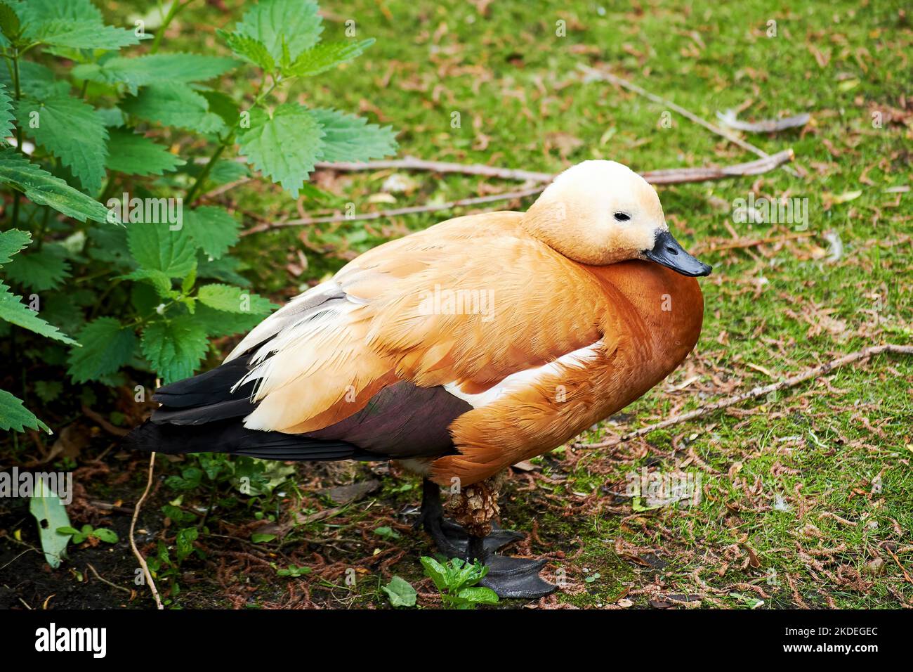 Kleine orangefarbene Ente, die sich auf dem Rasen entspannt. Vogelmotiv Stockfoto
