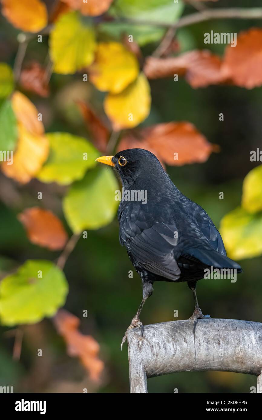 Männliche Amsel (Turdus merula, gemeine Amsel), die im November auf einem Holzgabelstiel aus England mit bunten Herbstblättern thront Stockfoto