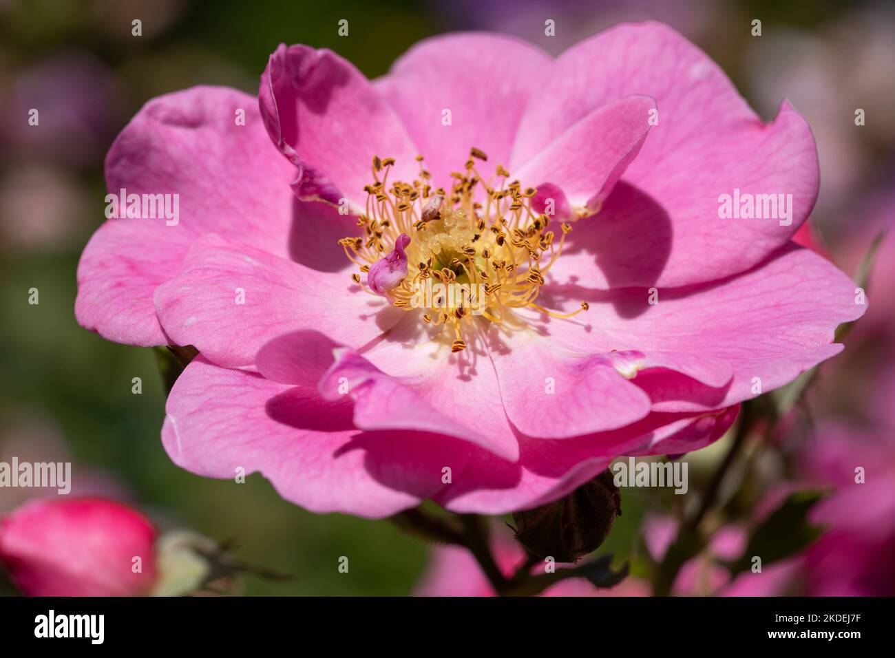 Nahaufnahme der Rosenblüte, bienenfreundliche Blume des Sommers Stockfoto