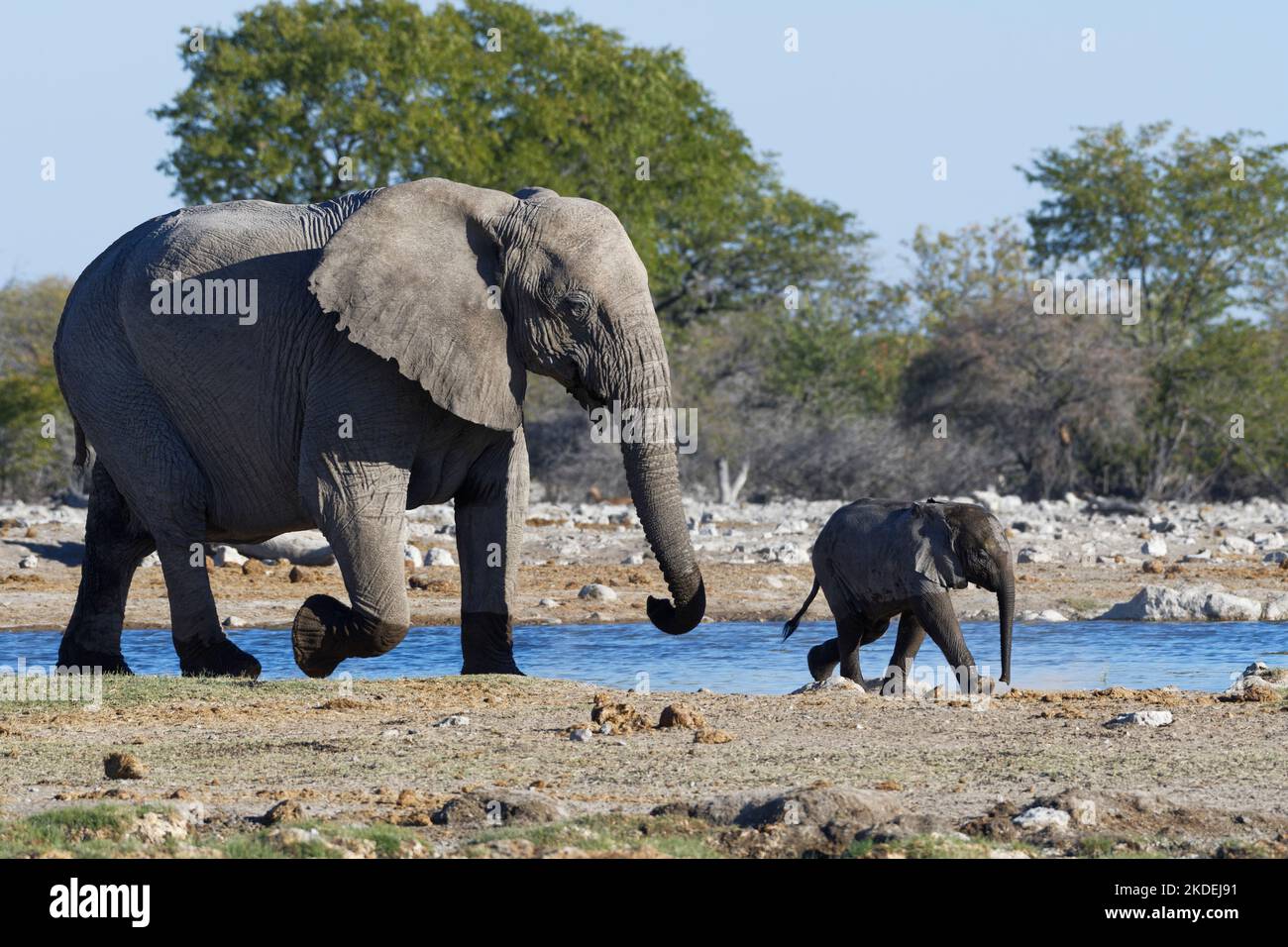 Afrikanische Buschelefanten (Loxodonta africana), Mutter mit Elefantenbaby beim Spaziergang entlang des Wasserlochs, Etosha National Park, Namibia, Afrika Stockfoto