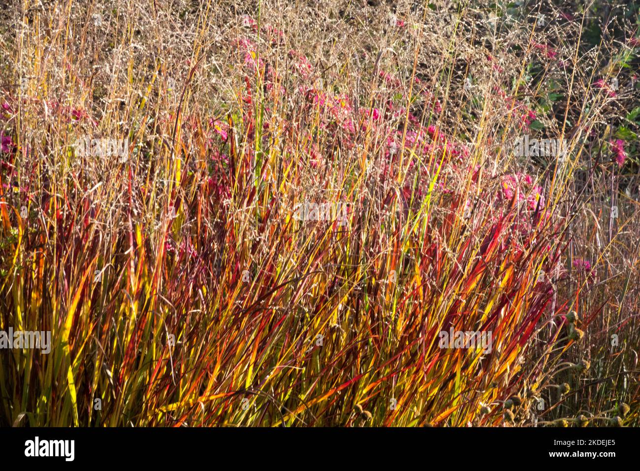 Panic Gras, Panicum virgatum, Turn Red, Switch Grass, Panicums, Herbst, Farbe, schön, Kultivar, Grüngras, Panicum Garten Stockfoto