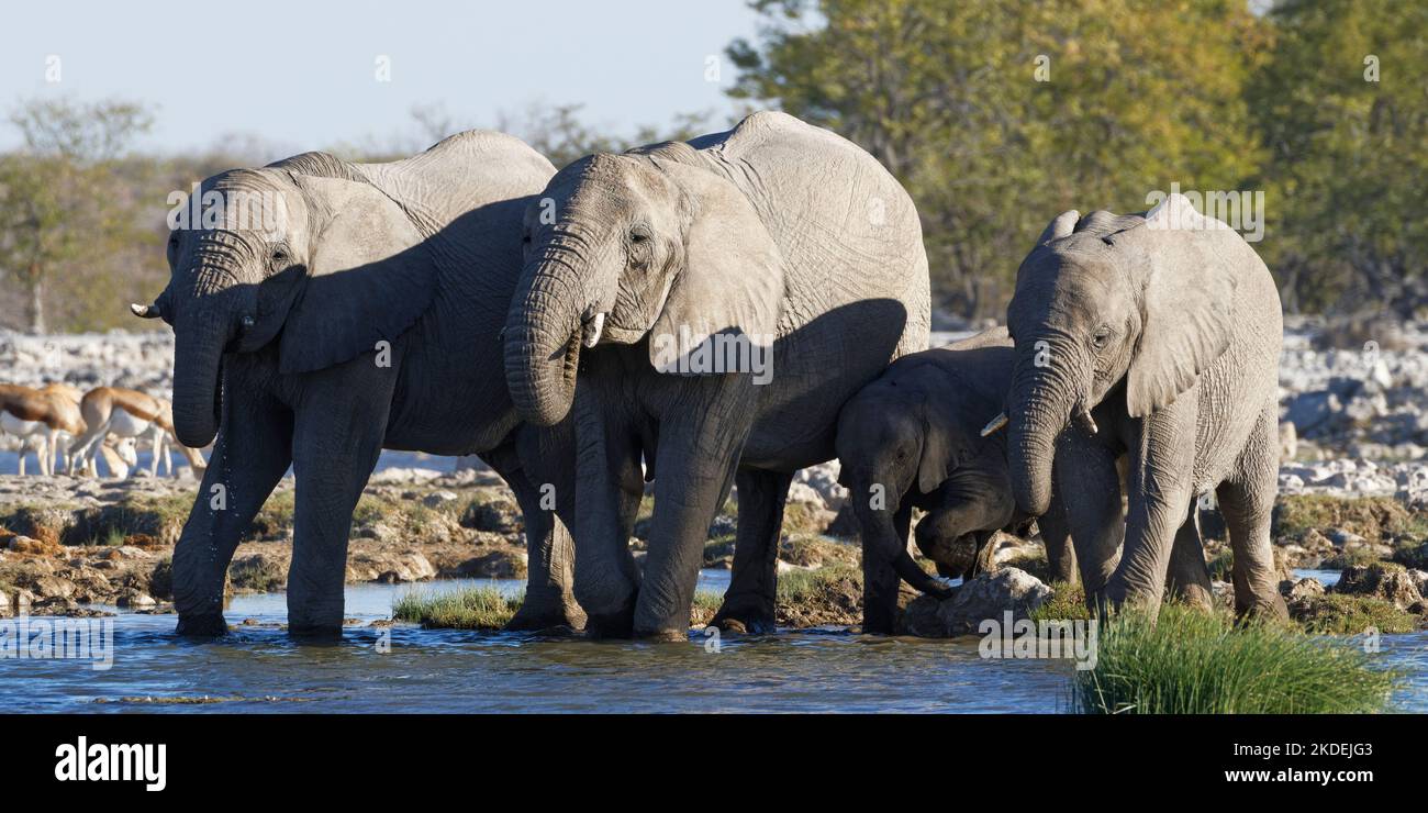 Afrikanische Buschelefanten (Loxodonta africana), Herde mit Elefantenbaby, die an einem Wasserloch trinkt, Etosha National Park, Namibia, Afrika Stockfoto