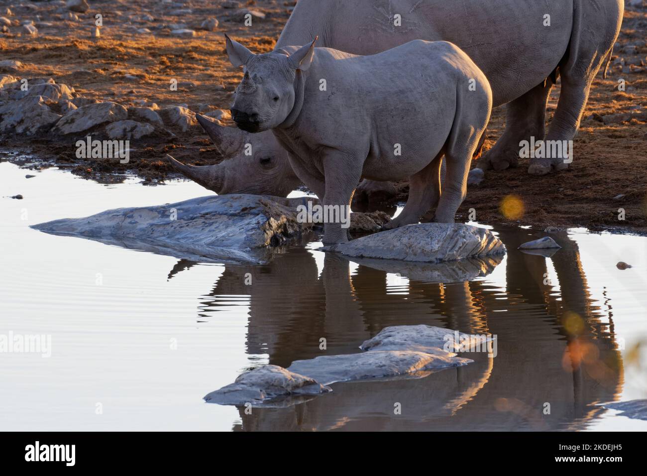 Schwarze Nashörner (Diceros bicornis), Mutter und Kalb, die sich im Wasser spiegeln, am Wasserloch trinken, Abendlicht, Etosha National Park, Namibia, Stockfoto