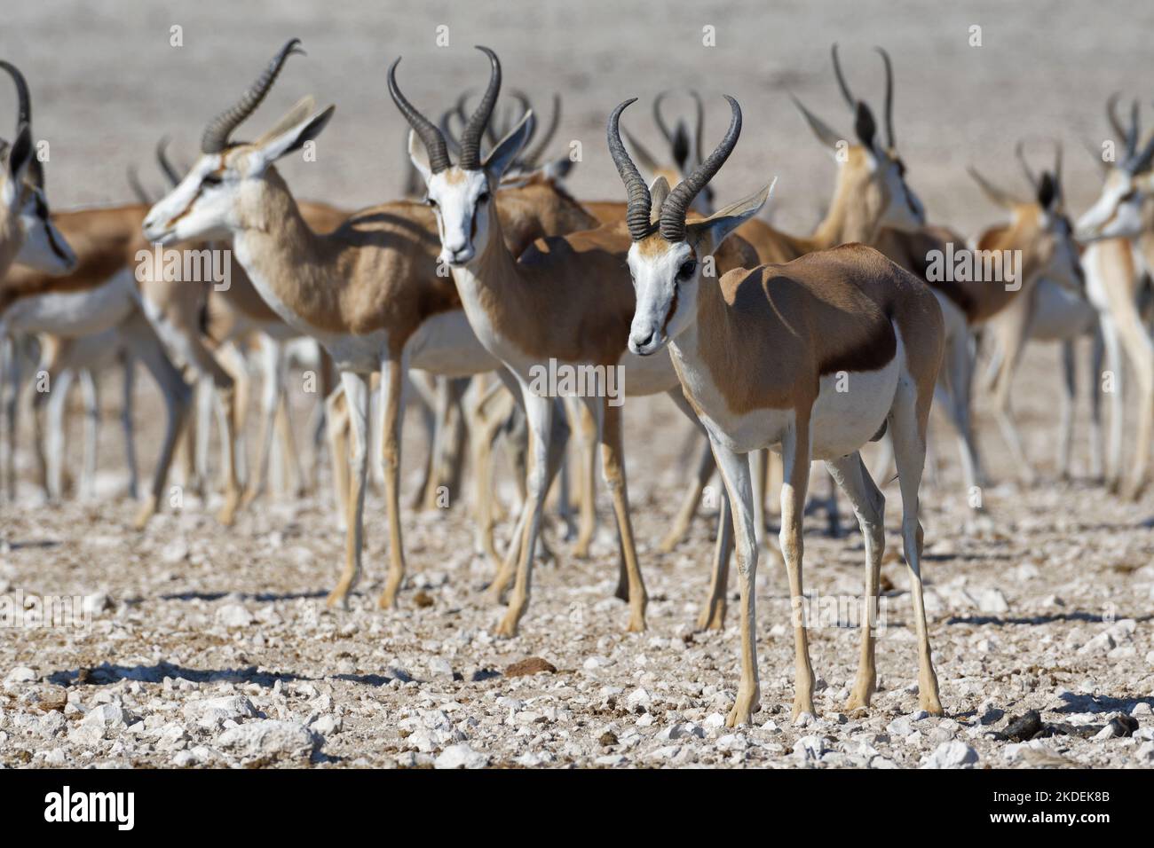 Springboks (Antidorcas marsupialis), Herde, drei Erwachsene Männchen stehen am Wasserloch, Etosha National Park, Namibia, Afrika Stockfoto