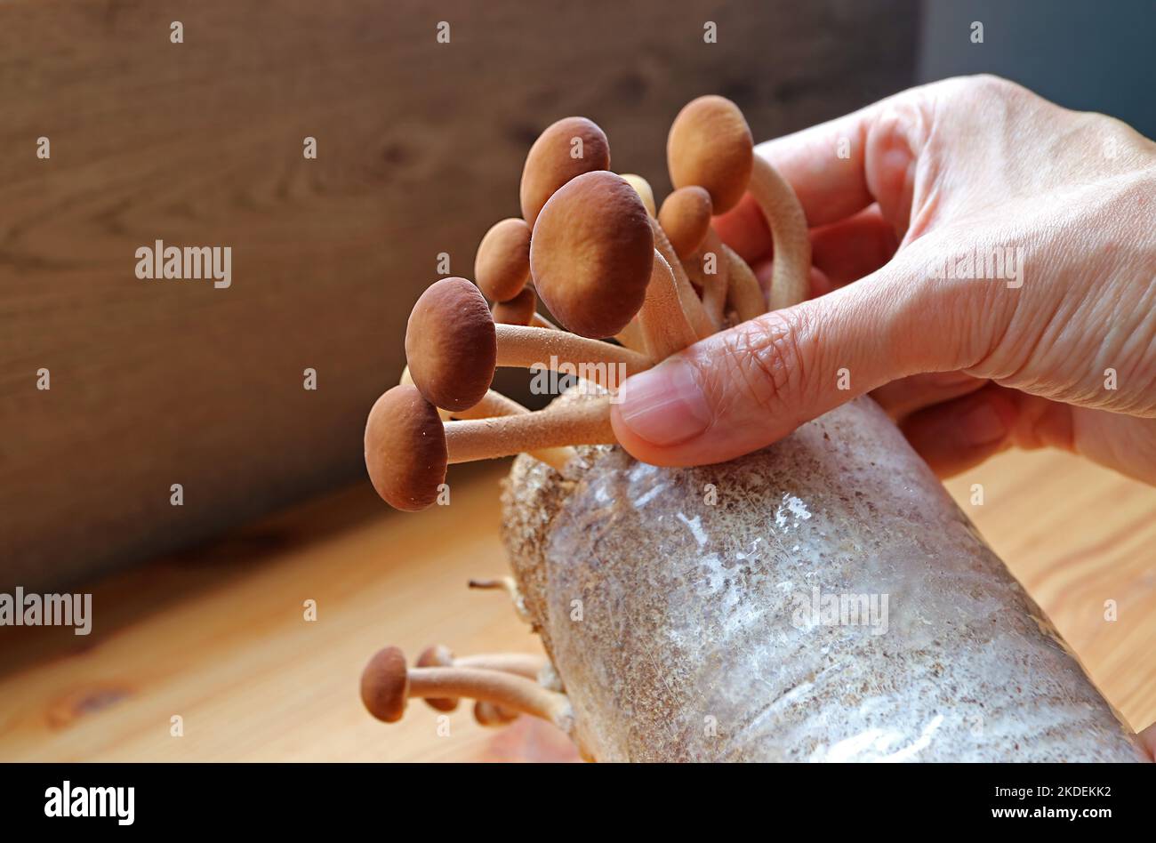Man's Hand Harvesting Growth Velvet Piappini Pilz oder Yanagi-Matsutake als Houseplant angebaut Stockfoto