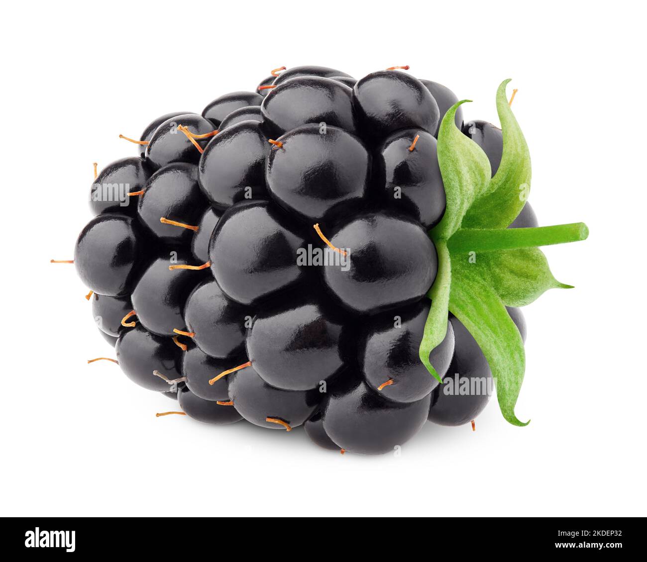 Blackberry auf weißem Hintergrund, Beschneidungspfade, volle Tiefenschärfe Stockfoto