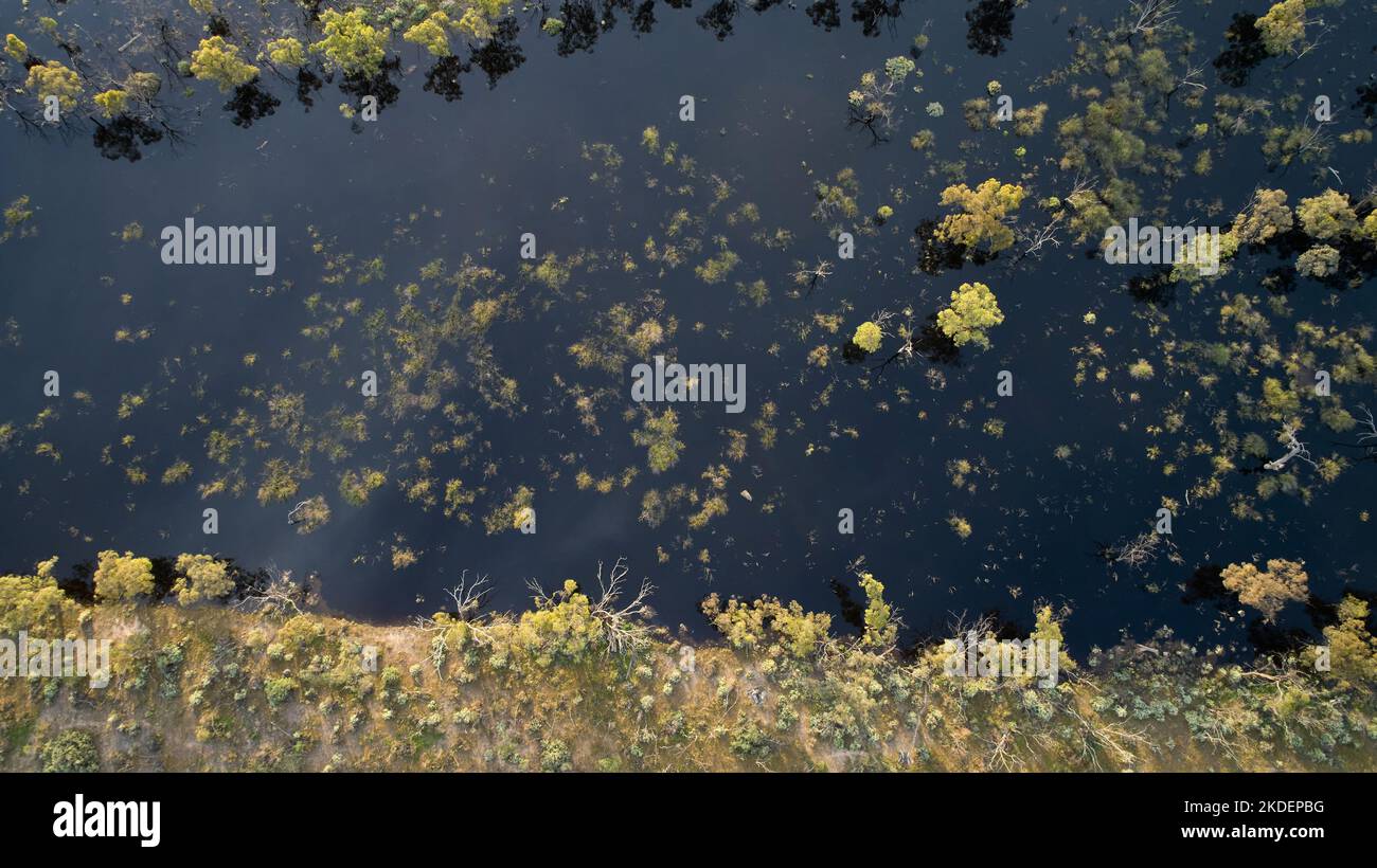 Höhenflug von dunklen Flutwässern, die Bäume und Vegetation in natürlichen Auen in der Nähe von Mildura, in der Sunraysia Region im Norden umgeben Stockfoto