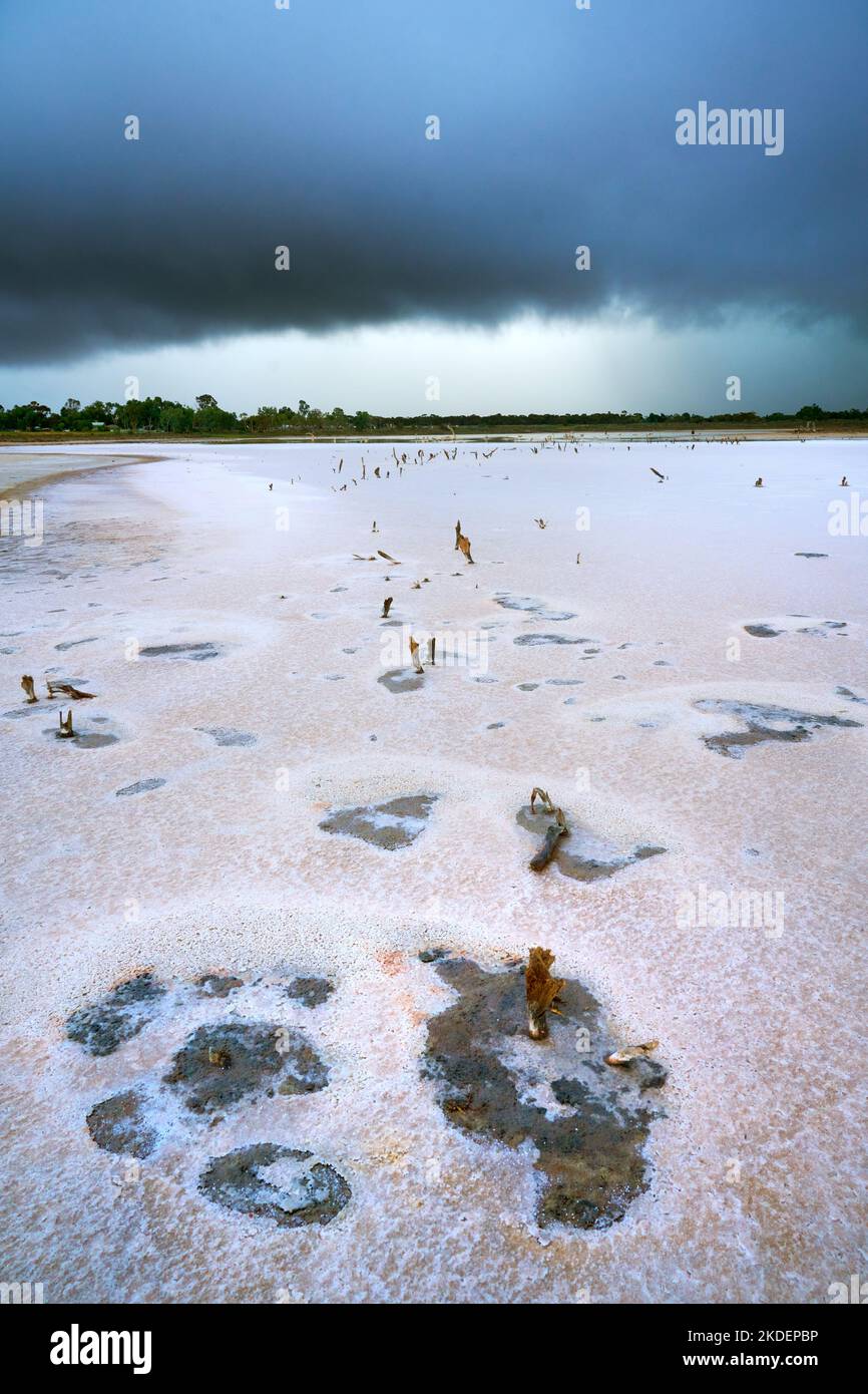 Ein vertikales Foto der Salzseenoberfläche, übersät mit kleinen Wasserbecken und vielen toten Baumstümpfen. Stockfoto