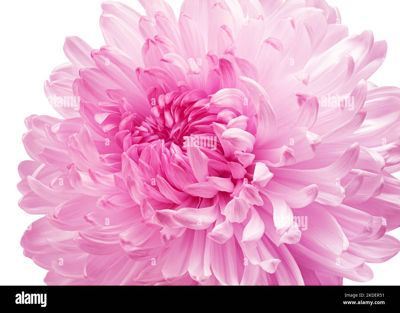 Chrysantheme Blume, isoliert auf weißem Hintergrund, Schnittpfad, volle Schärfentiefe Stockfoto