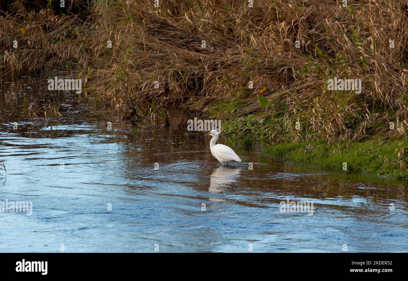 Little Egret im River Wear County Durham, Großbritannien Stockfoto