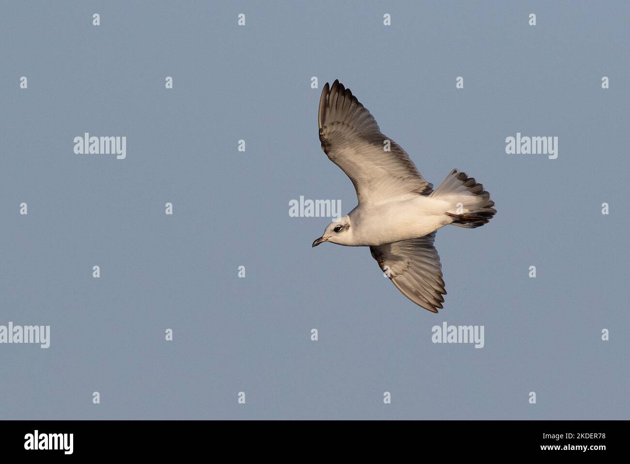 Mittelmeer-Möwe im Flug (1. Winter) Godrevy, Cornwall UK Stockfoto