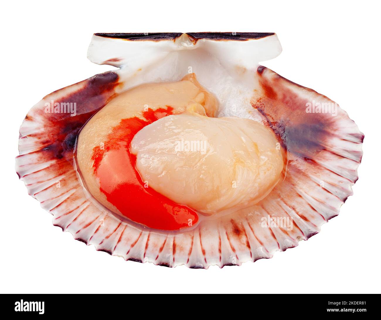 Rohe Muschel, isoliert auf weißem Hintergrund, Beschneidungspfad, volle Schärfentiefe Stockfoto
