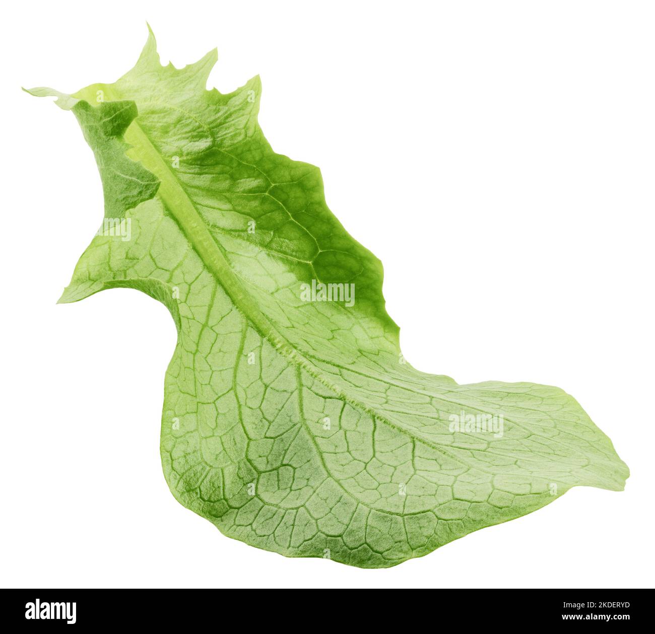 Romain-Salatblatt isoliert auf weißem Hintergrund, Schnittpfad, volle Schärfentiefe Stockfoto