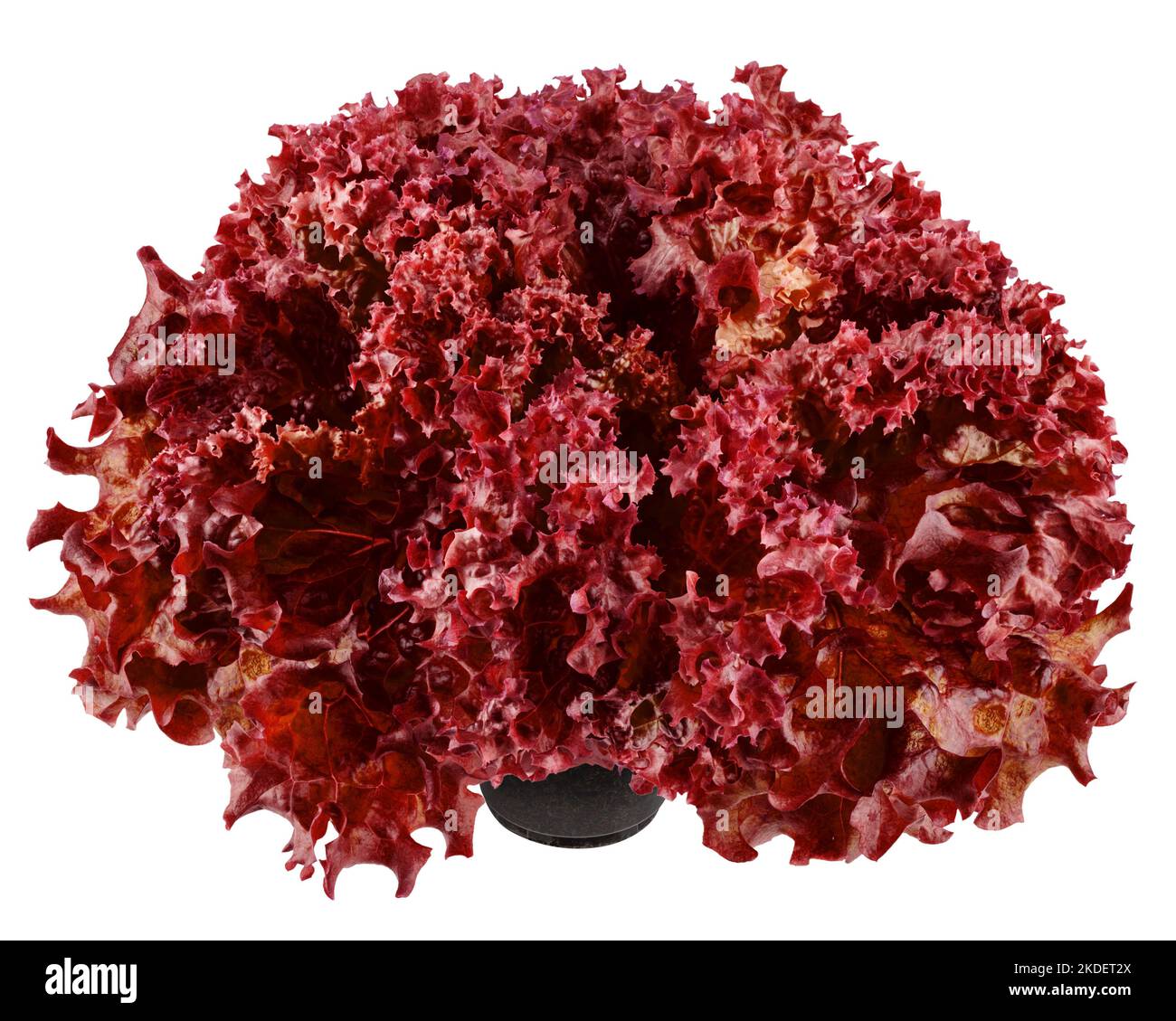 Roter Salat, Salat, Lollo rosso, isoliert auf weißem Hintergrund, Schnittpfad, volle Schärfentiefe Stockfoto