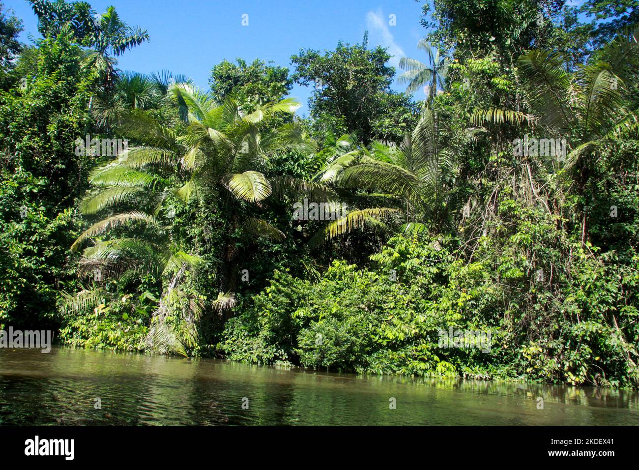 Flusstransport im ecuadorianischen Amazonas-Regenwald, fotografiert im Cuyabeno-Reservat Ecuador Stockfoto